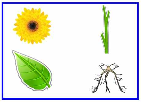 Собери растение. Строение растений для дошкольников. Отдельные части растения. Собери части растений. Части цветка для дошкольников.