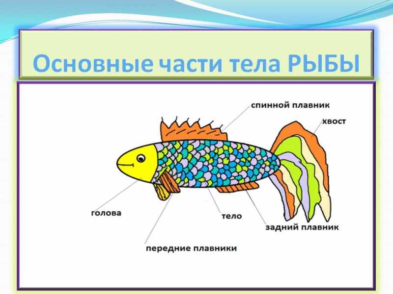 Из чего состоит рыба схема картинки для детей