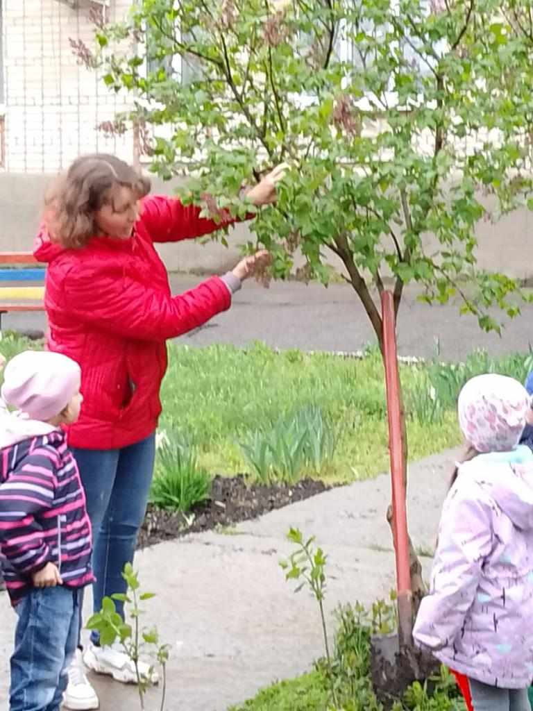 Проект сирень победы в детском саду